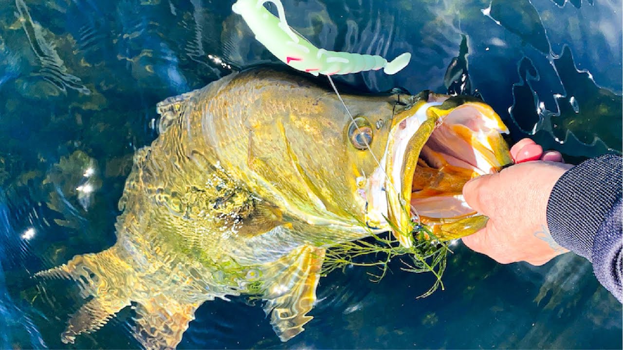 Sight Casting Barramundi