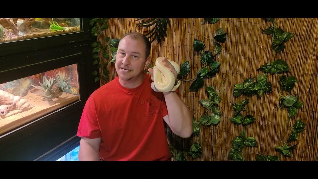 Can A Venomous Snake Become As Handleable And Tame As A Non Venomous Snake