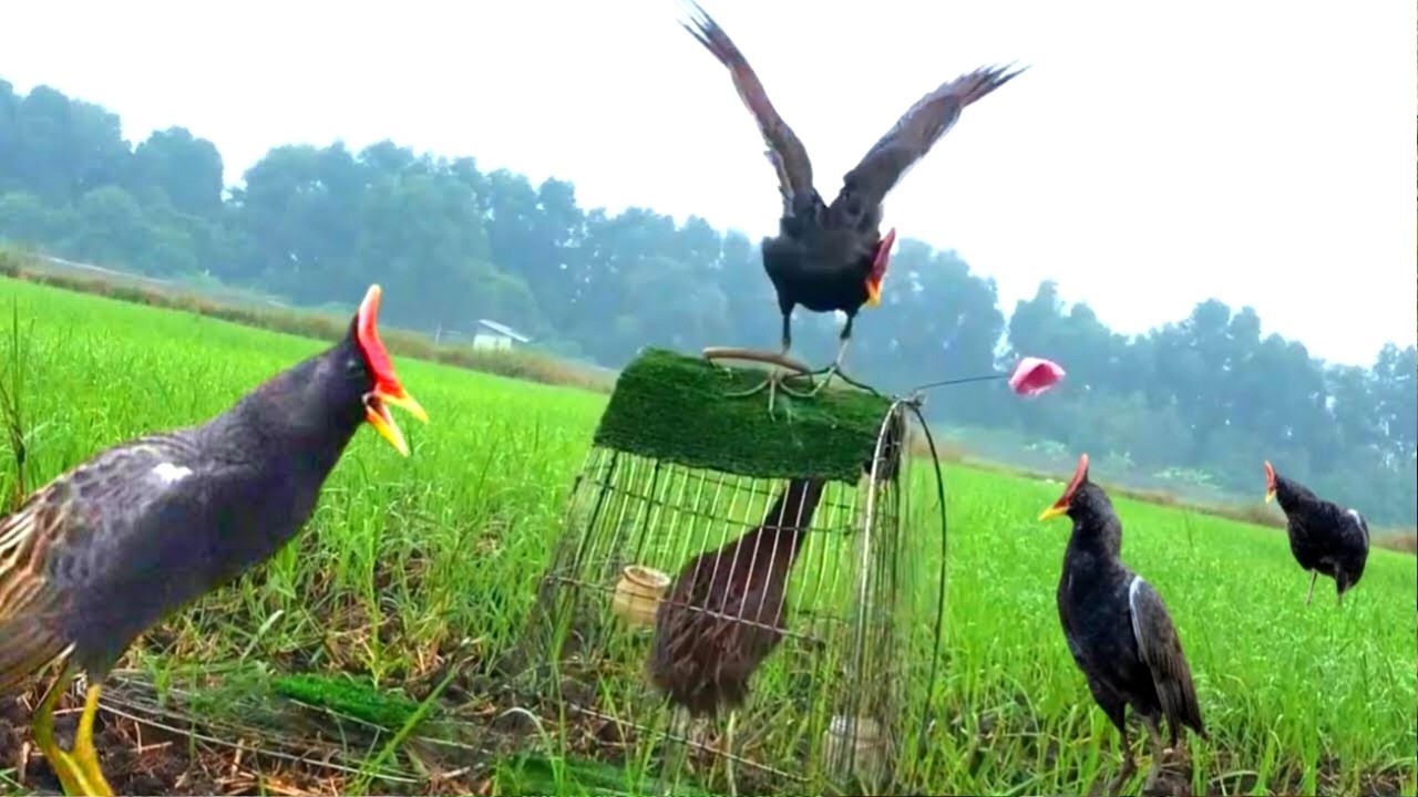 Unbelievable Bird Catching Technique You Must See! Watercock Bird Catch #The_Bird_Kingdom