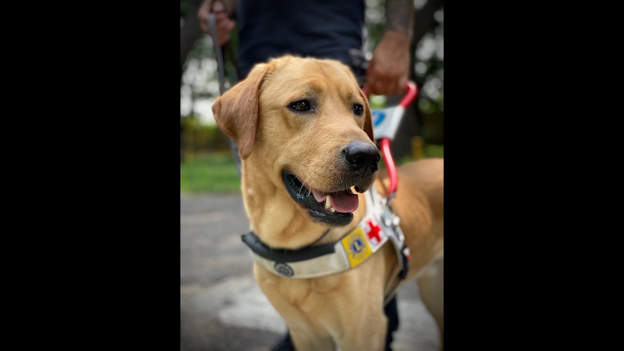 La scuola Cani Guida per non vedenti dei Lions Italia