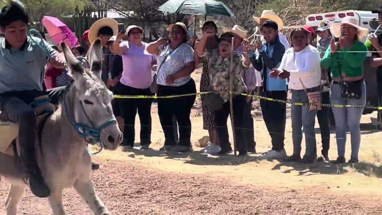 Carreras de burro 