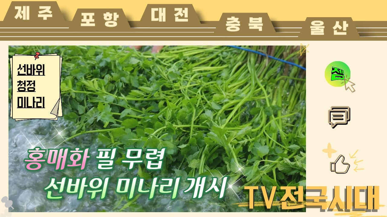 선바위 미나리는 초벌 미나리만 쓴다!? 미리 맛보는 봄 선바위 청정 미나리 260305(목) [TV전국시대]