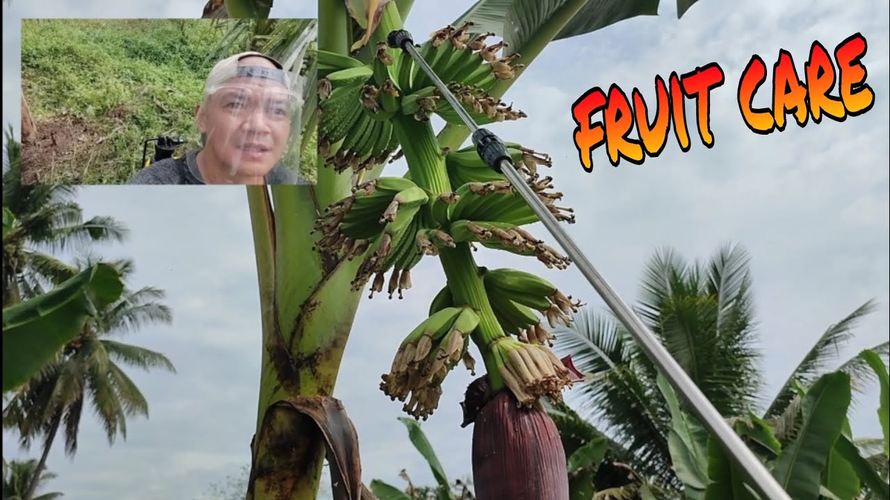 2023  Paano Pag alaga Ng Bunga Ng Saging na Lakatan.Fruit Care Banana Farming.