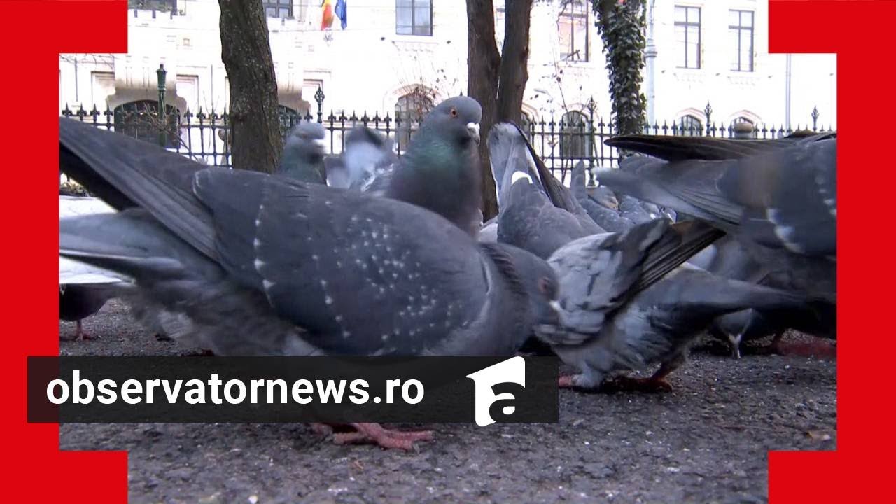 Șase ulii și o bufniță au fost aduși să scape Bucureștiul de ciori și porumbei