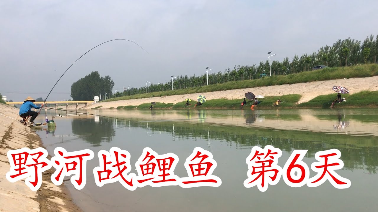 野钓鲤鱼的经验总结