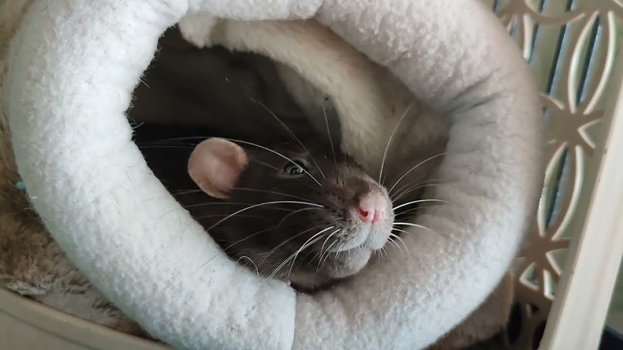 Skritch the rat hiccups, bruxes and boggles for a minute