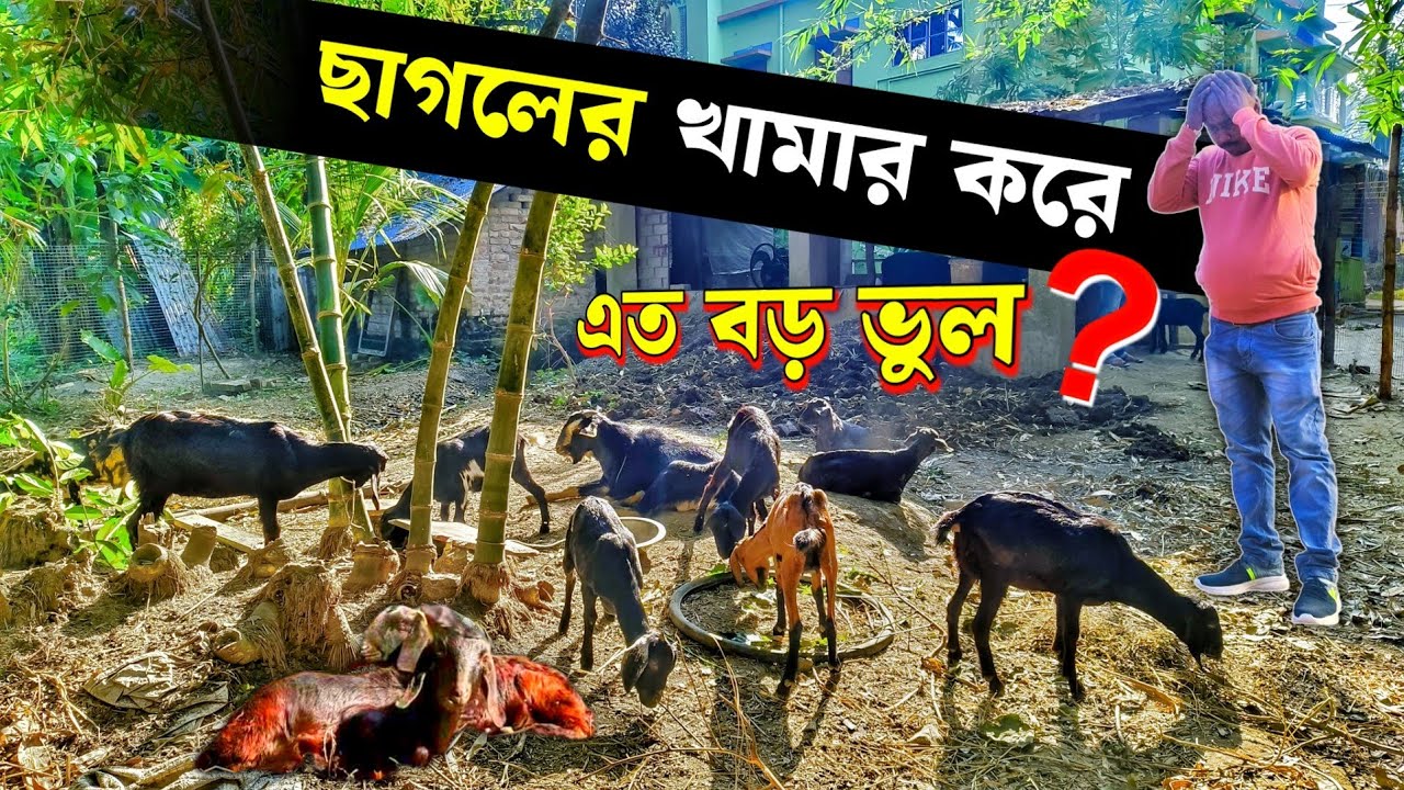 ছাগলের খামার করে এই ভুল করছেন না তো | Goat Farming | ব্ল্যাক বেঙ্গল ছাগল | New Goat Farm | Goat Farm