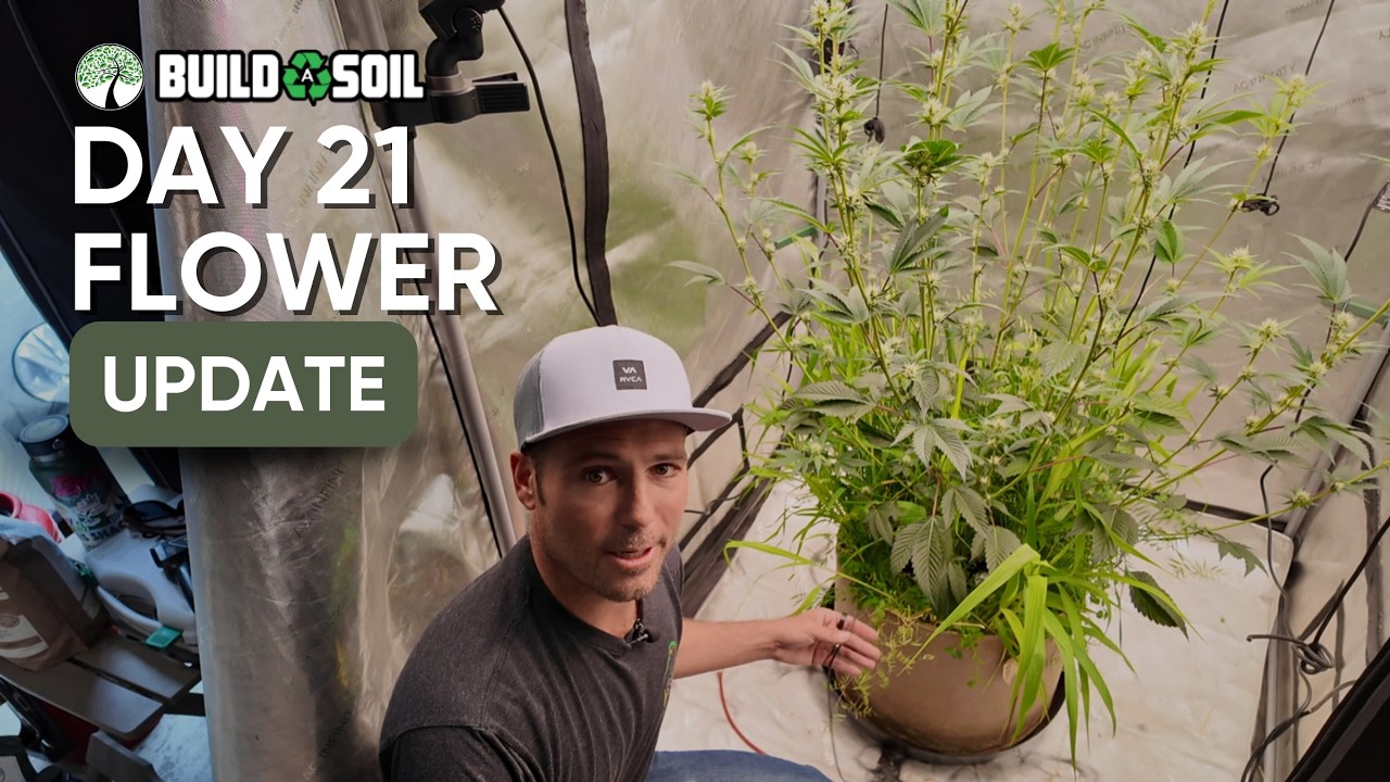 BuildASoil: 4X4 Battle Tents Season 3 // Day 21 Flower Update & Light Comparison