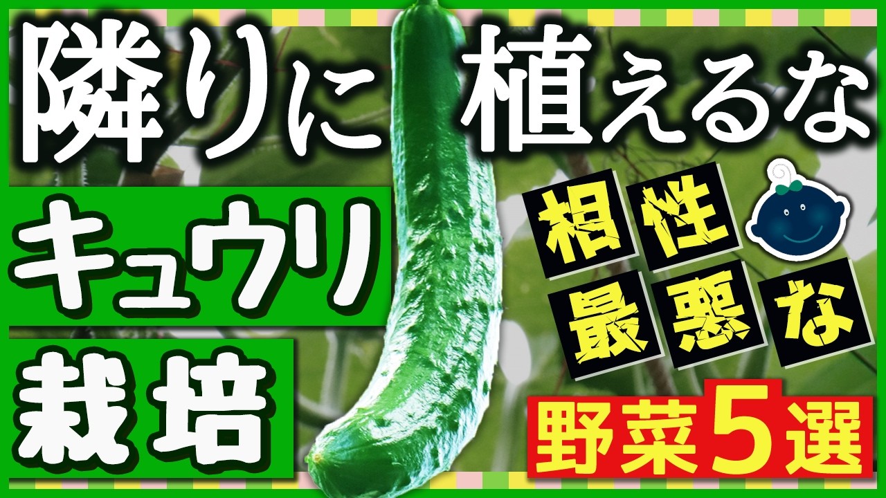 キュウリが枯れる！絶対に隣に植えてはいけない最悪な野菜5選・良い野菜3選&nbsp;【家庭菜園・きゅうりの育て方】