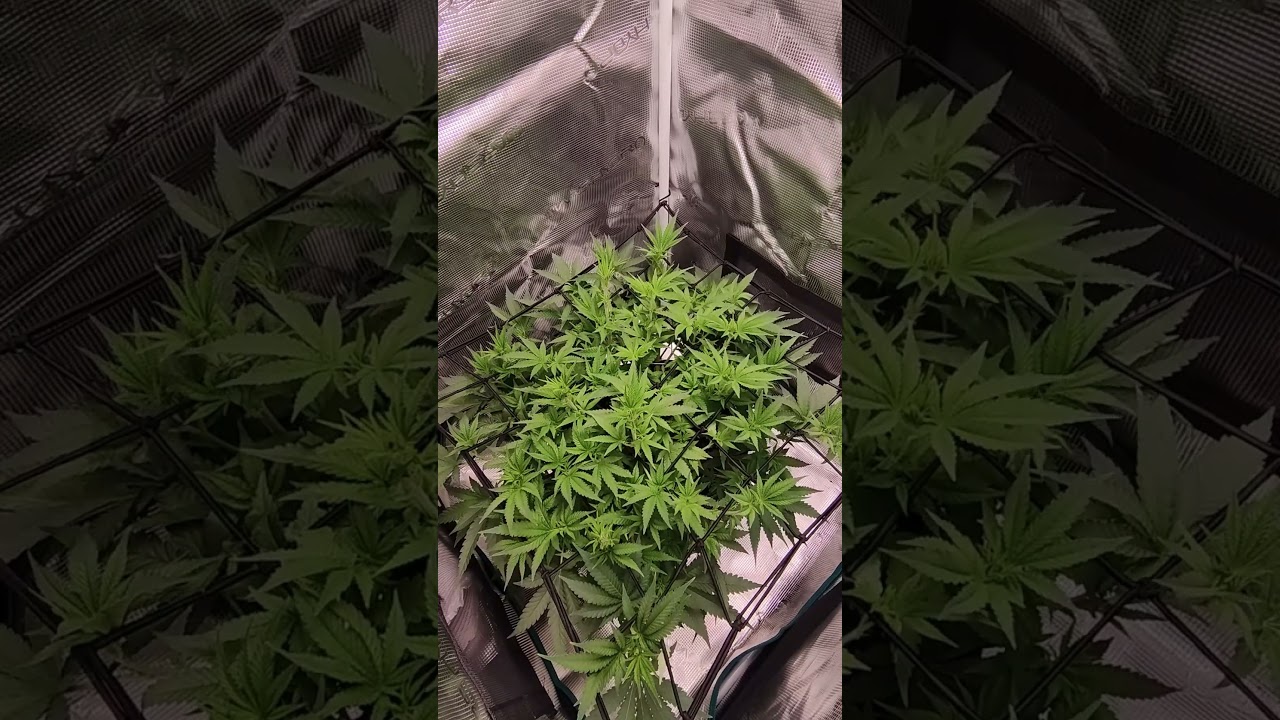 Vision Seeds - Lowryder Auto Vegetation - Grow the Jungel - Nemesis