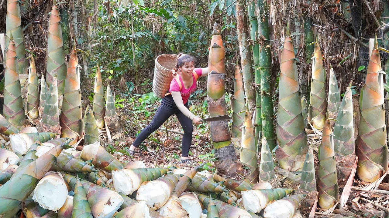Picking Lots of Bamboo Shoots - Use Horse Drawn Cart Loaded with Bamboo Shoots Go To Market Sell
