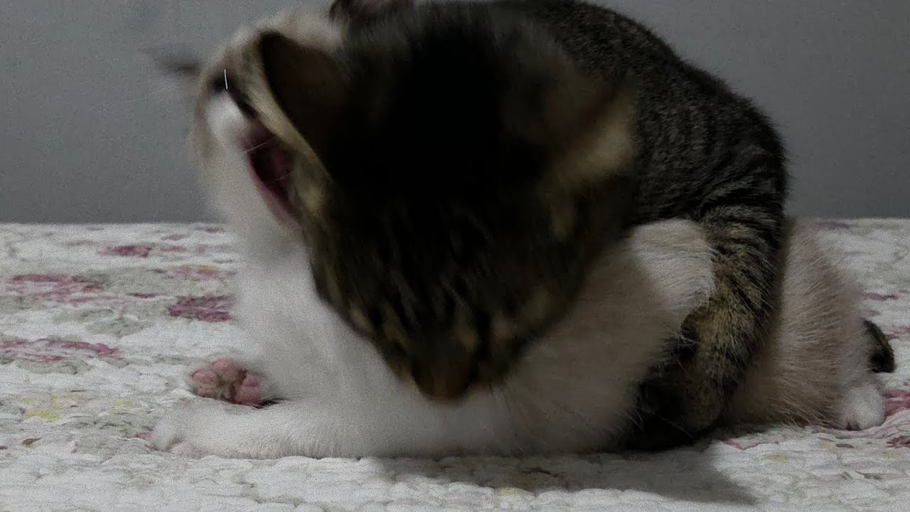 Fight! ♡ #jiujitsu #gatoslutadores #gatos #cat #gatobebe