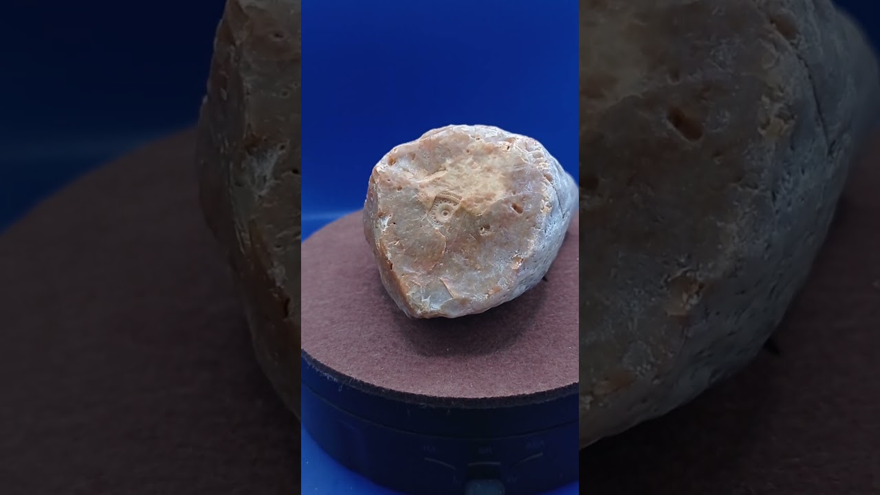 Moje minerały 128 Odcisk płytki jeżowca #fossils #geology #minerals #short #skamieniałości #flint