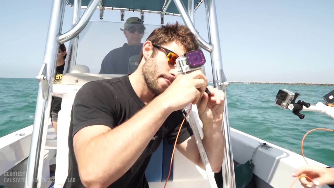 Does Shark Deterrent Technology Actually Work? - The Inertia