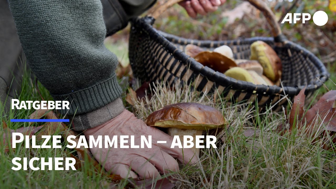 Ratgeber: Pilze sammeln &ndash; aber sicher | AFP