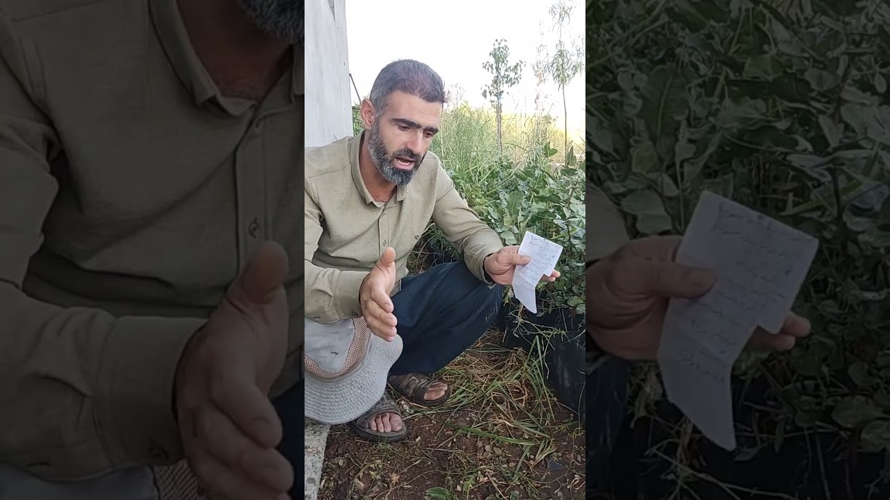 باسکردنی سروشتی داری فستق ؟هۆکاری پووچی بەری فستق ؟