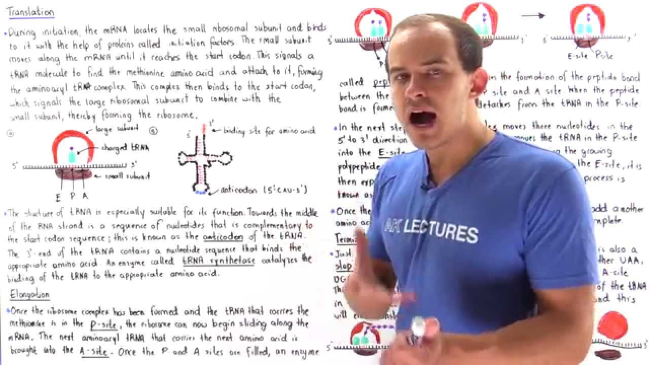 Translation: Elongation and Termination