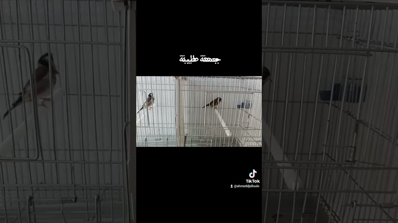 تزاوج الحسون في القفص انتاج الحسون في القفص موسم 2024 جمعة طيبة.🕌