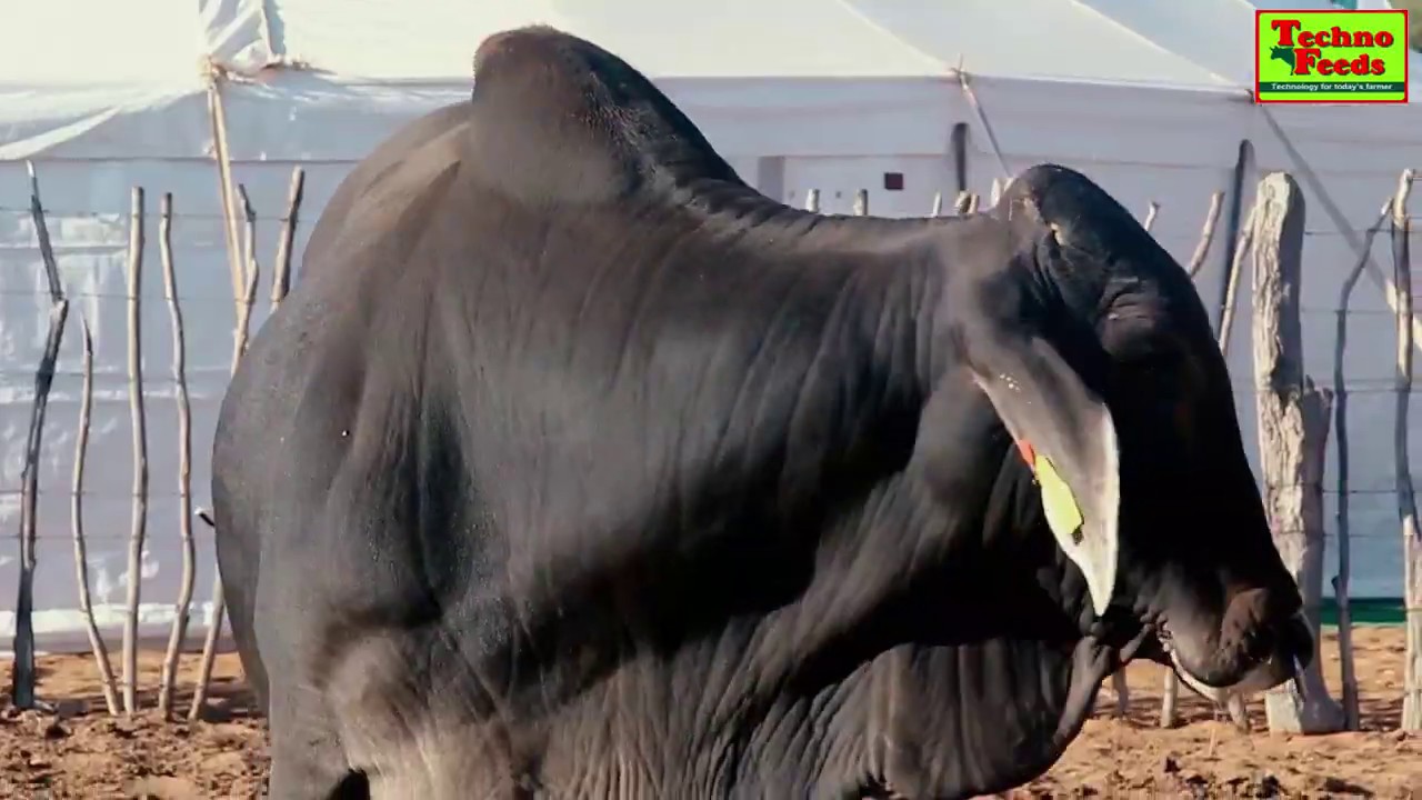 Mookane Farmer's Day | Synopsis By Transform IT