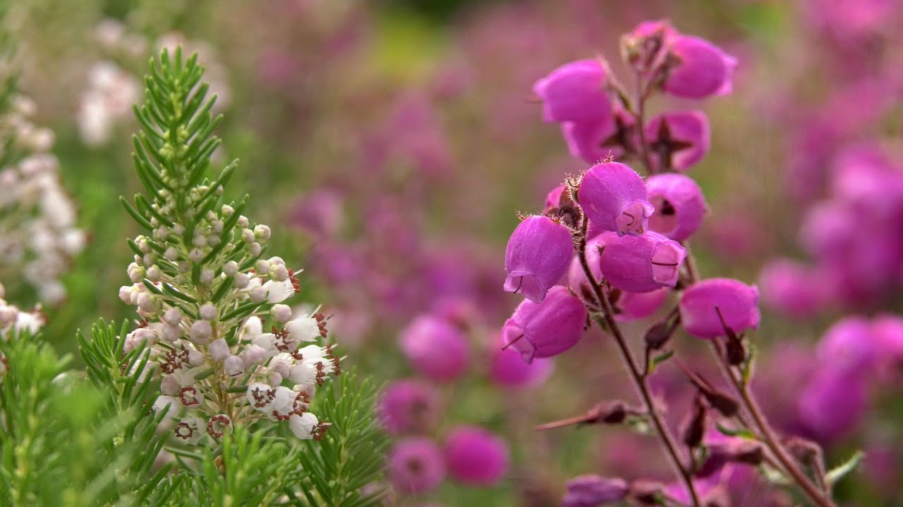 Heidesaison für Garten, Kübel und Balkon