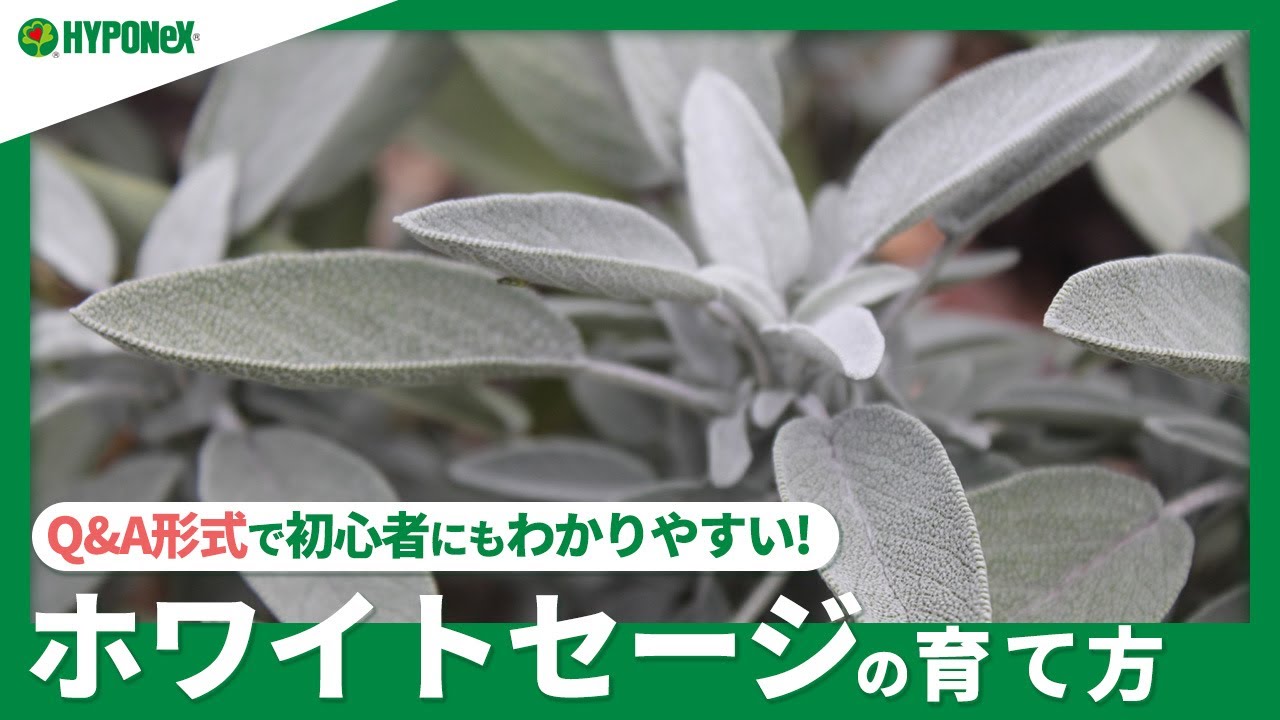 ☘268：【Q&A】ホワイトセージの育て方｜健康に育てるコツや収穫方法は？水やりや肥料など、日々の管理もご紹介