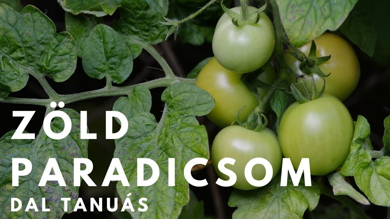 Zöld paradicsom c. dal tanítása.