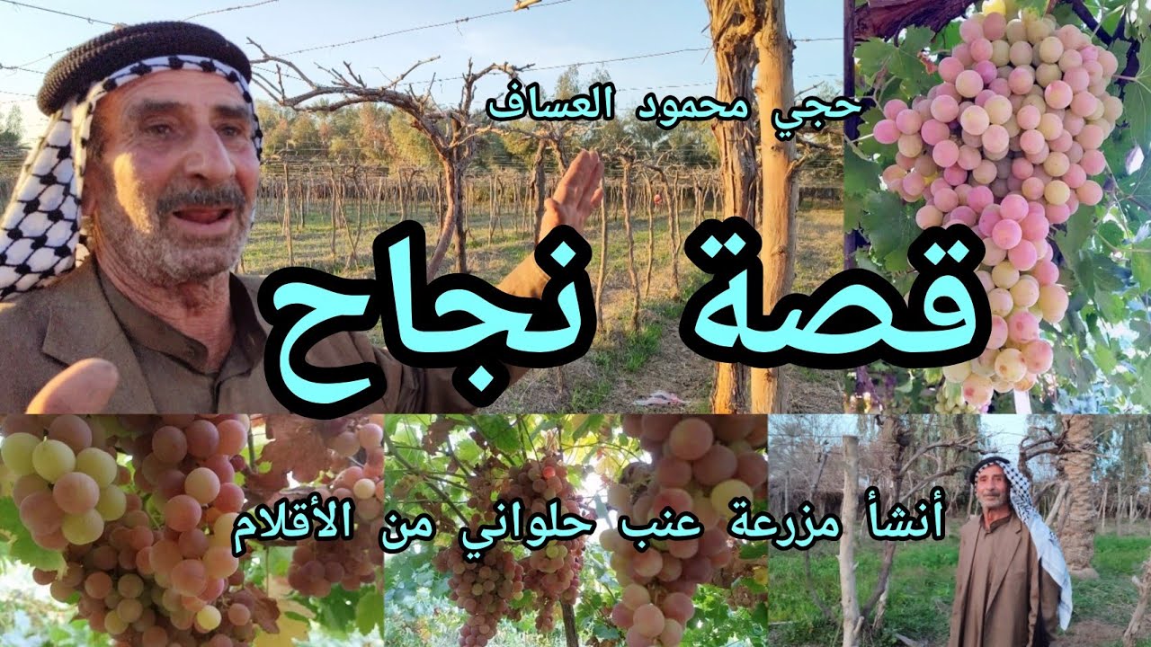 مزرعة عنب كاملة زرعت من غرس العقل الأقلام وتحولت لمزرعة نموذجية تنتج عنب حلواني انها قصة نجاح وإرادة