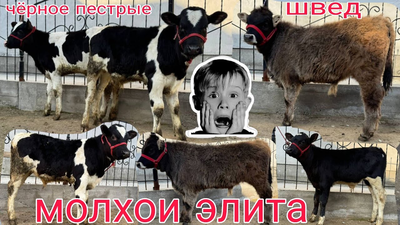 БУКАЧАИ ЧЕРНАЯ ПЕСТРЫЙ ВА БУКАЧАИ ШВЕД  ТОЗА АДРЕС Ш ХУЧАНД МОЛБОЗОРИ ХУДЖАНД ХУЧАНД февраля 2026 г.