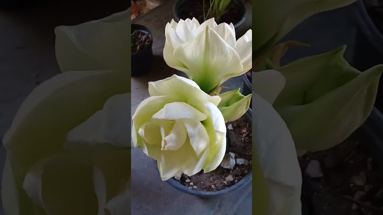 Azucenas o Amarilis Blancas