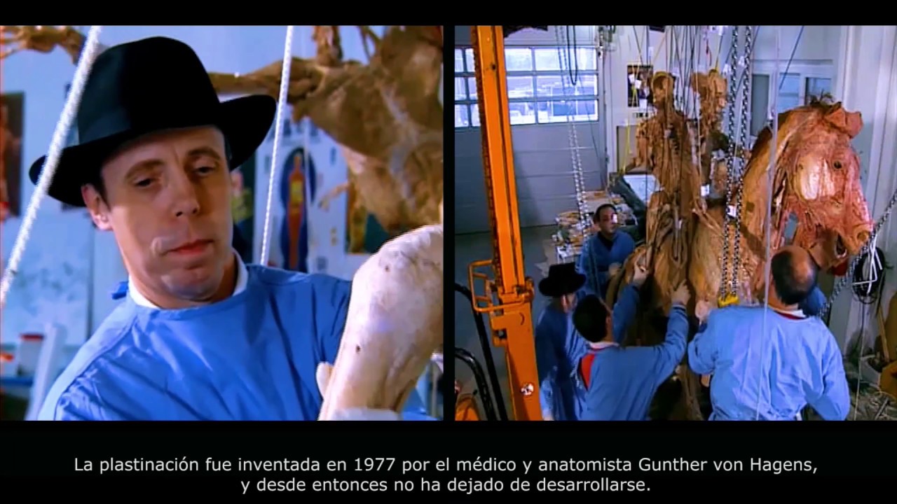 BODY WORLDS & The Art of Plastination (English/Espa&ntilde;ol)