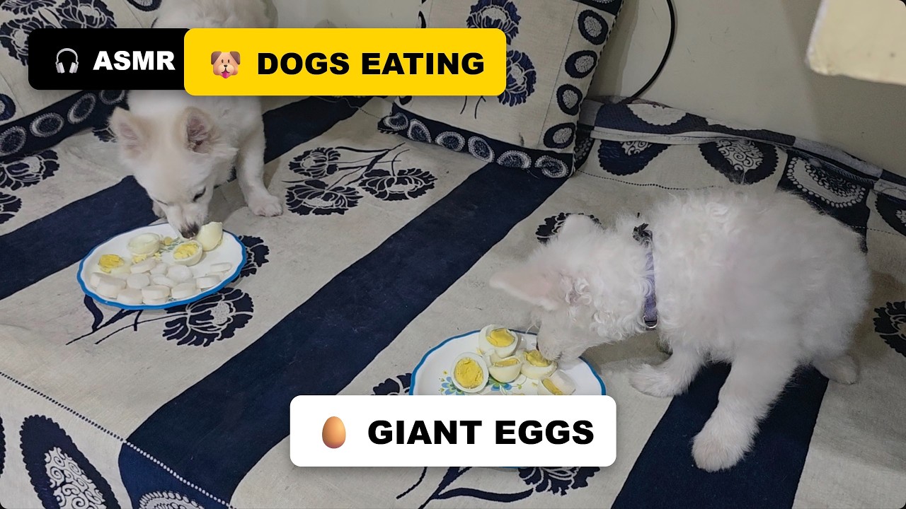 Pomeranian Eating  Egg ASMR 🔊 Relaxing Dog Sounds