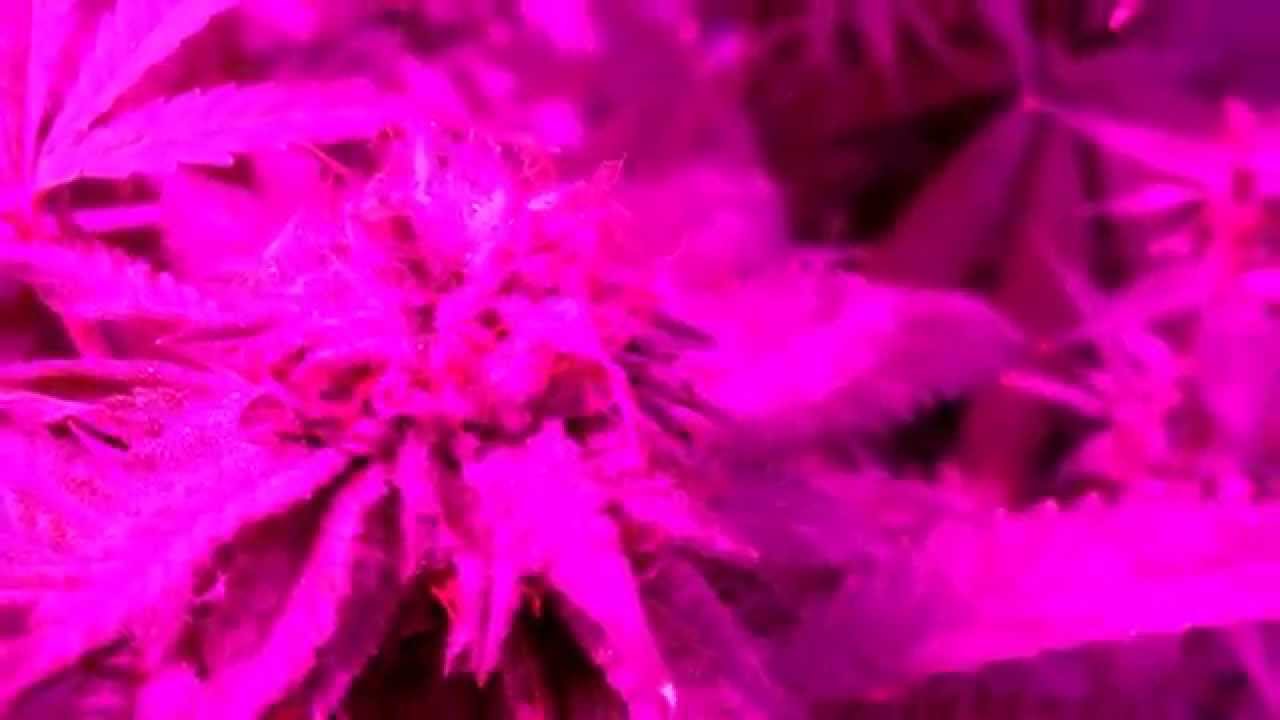BLACK DOG LED(ROCKSTAR KUSH AND BUBBA KUSH)