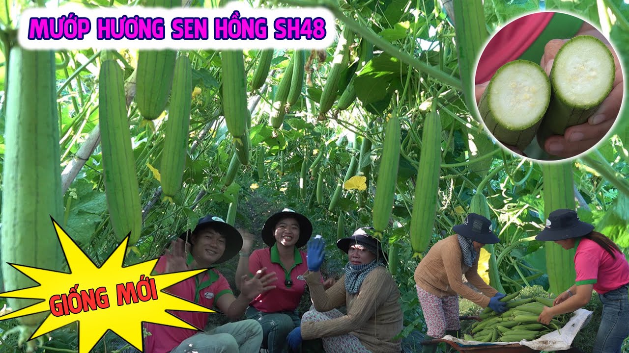 ĐẾN VỚI  TÂY NINH -  KHU VỰC GIÁP RANH CAMPUCHIA  -  ĐỂ TÌM HIỂU VỀ GIỐNG MƯỚP HƯƠNG SEN HỒNG SH48