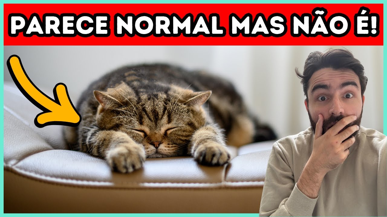 Coisas Que Parecem NORMAIS, Mas Indicam Que Seu Gato NÃO ESTÁ BEM!