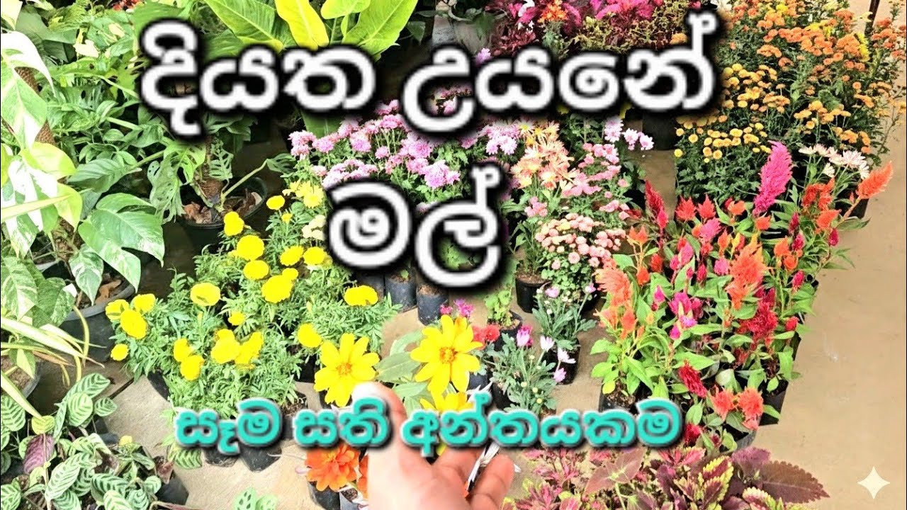 මල් ගන්න දියත උයනේ එන්න🌼