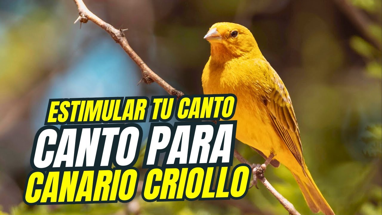CANTO PARA ENSEÑAR Y ESTIMULAR CANARIO CRIOLLO