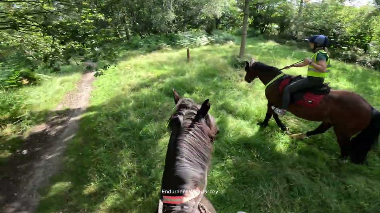 Моя лошадь Дарси пытается обогнать машины!