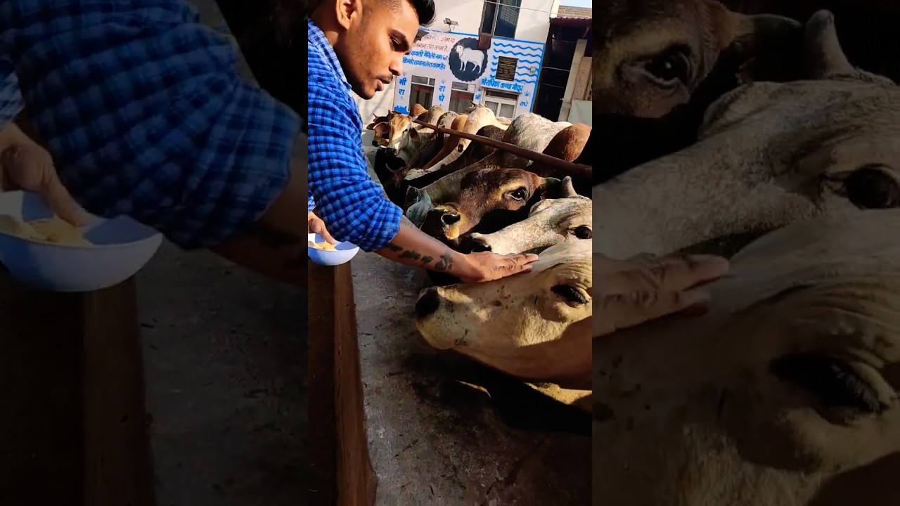 जय गऊ माता | blessing 🙏🥺&hearts;️ #gausewa #jaishriram #shorts