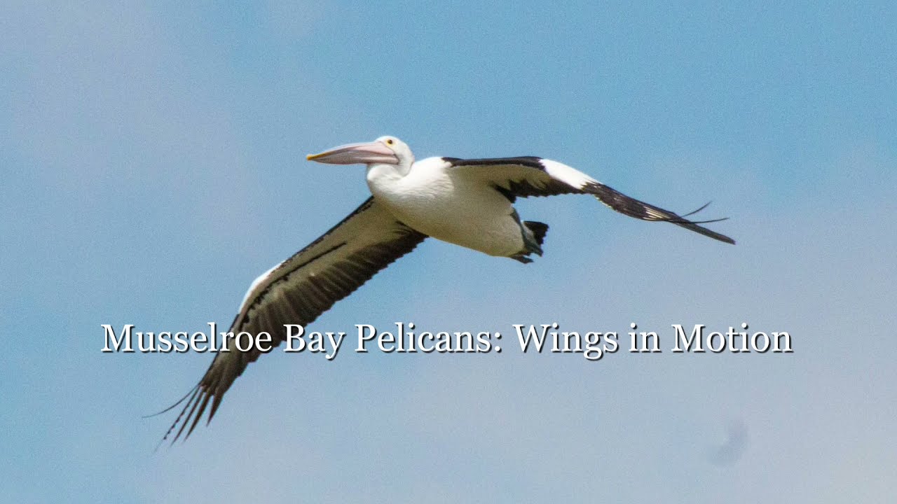 Musselroe Bay Pelicans: Wings in Motion