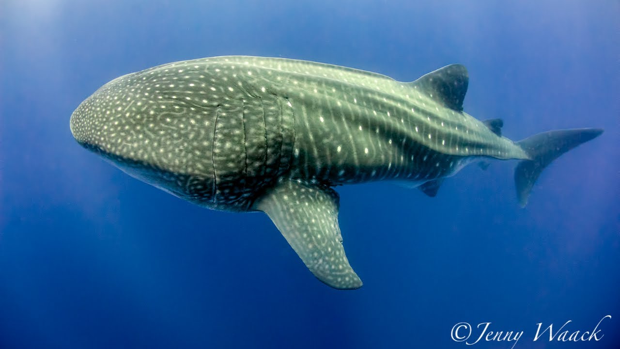 Galápagos Diving: What to Expect — Dive Sites, Wildlife, Temperatures & Liveaboard Routes