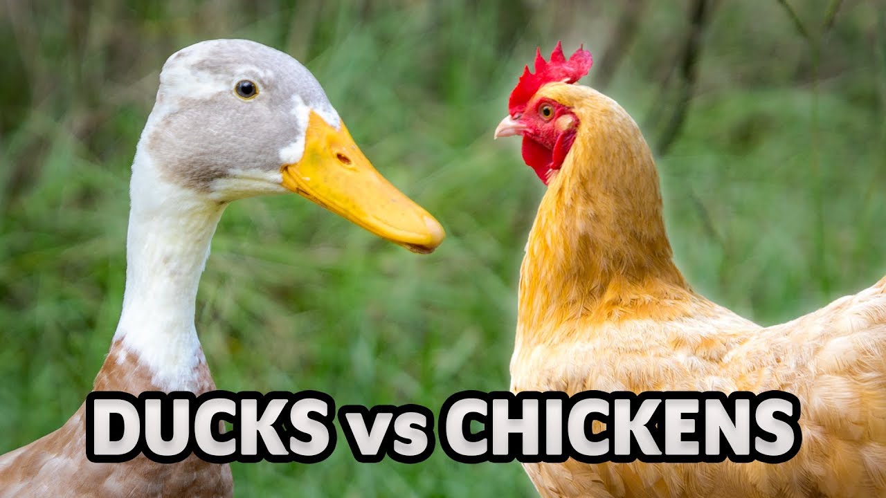Can ducks and chickens live together?