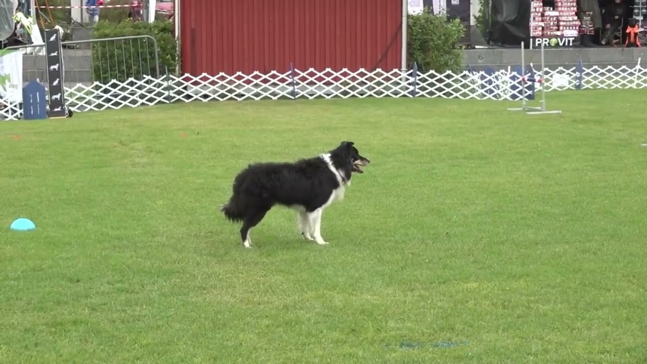 World Championship FCI Obedience Norway