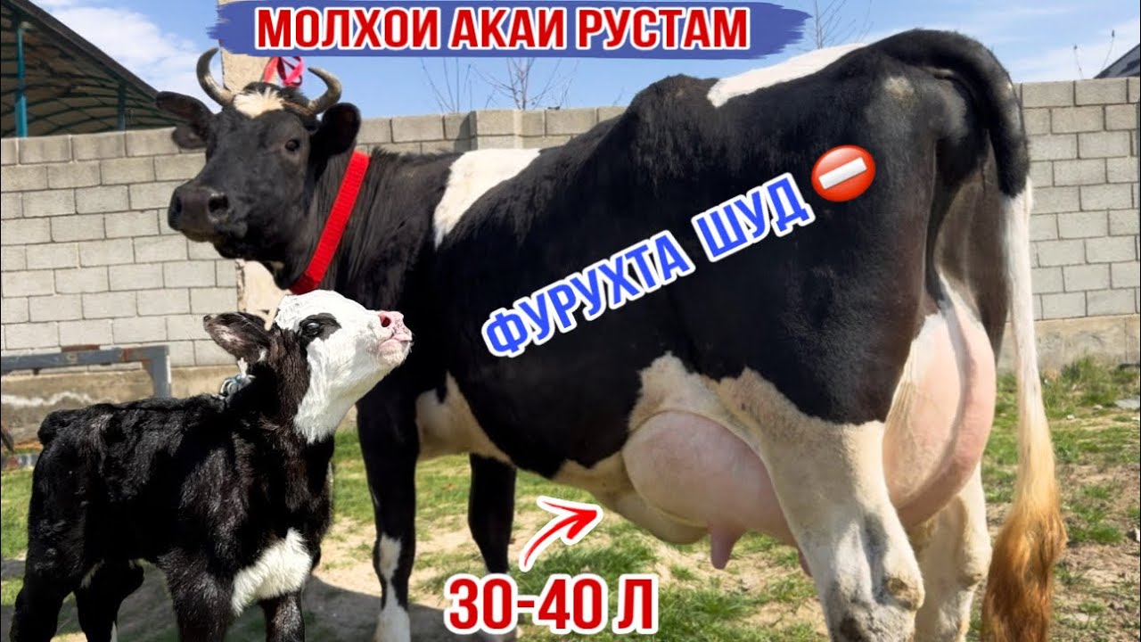 30-40л ШИР МОЛХОИ АКАИ РУСТАМ 3-САР ОЧА БАЧА 9 марта 2026 г.