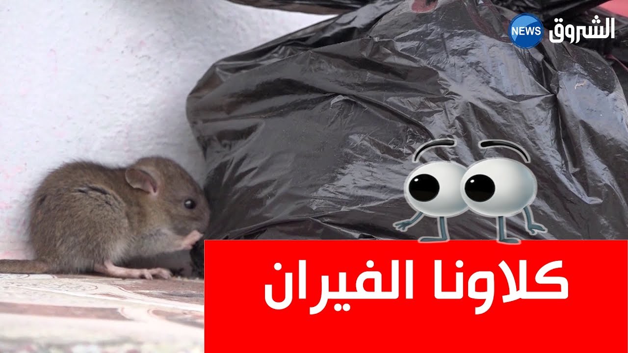 الفئران تنهش جسد مريم و شقيقتها كل ليلة وسط المدينة بجيجل...شاهد