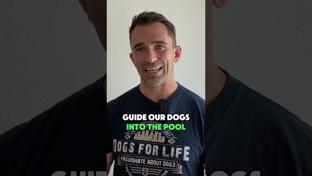 How to Teach Your Dog to Swim.