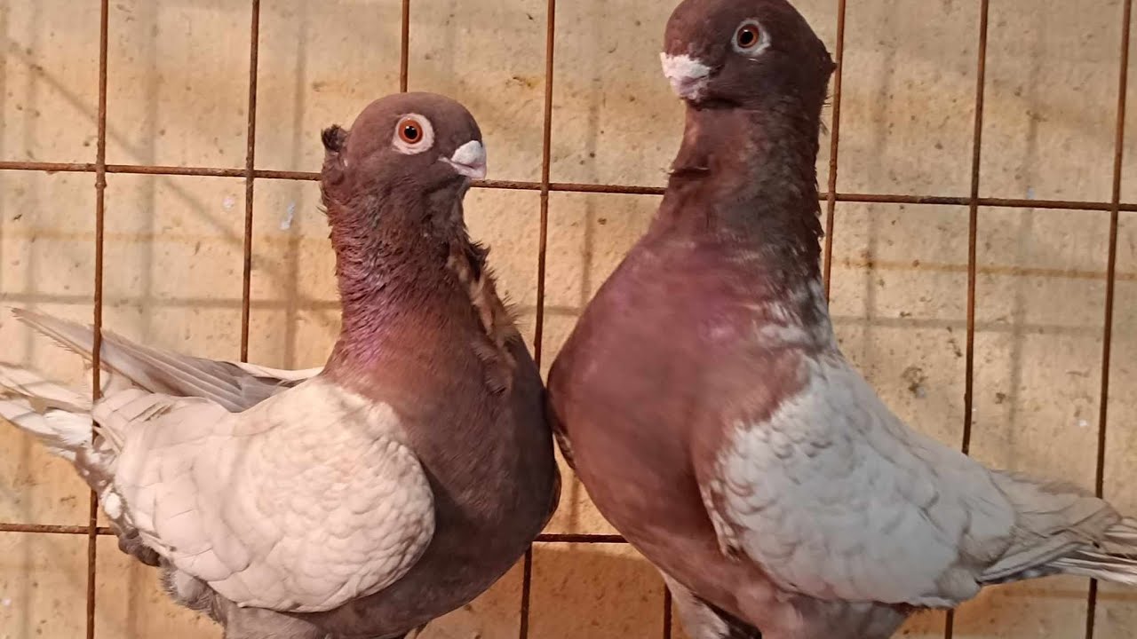 🕊🇮🇳💥NEW COLLECTIONS WITH OFFER💥🇮🇳🕊MM PIGEONS FARM near KOLKATA/8479977055