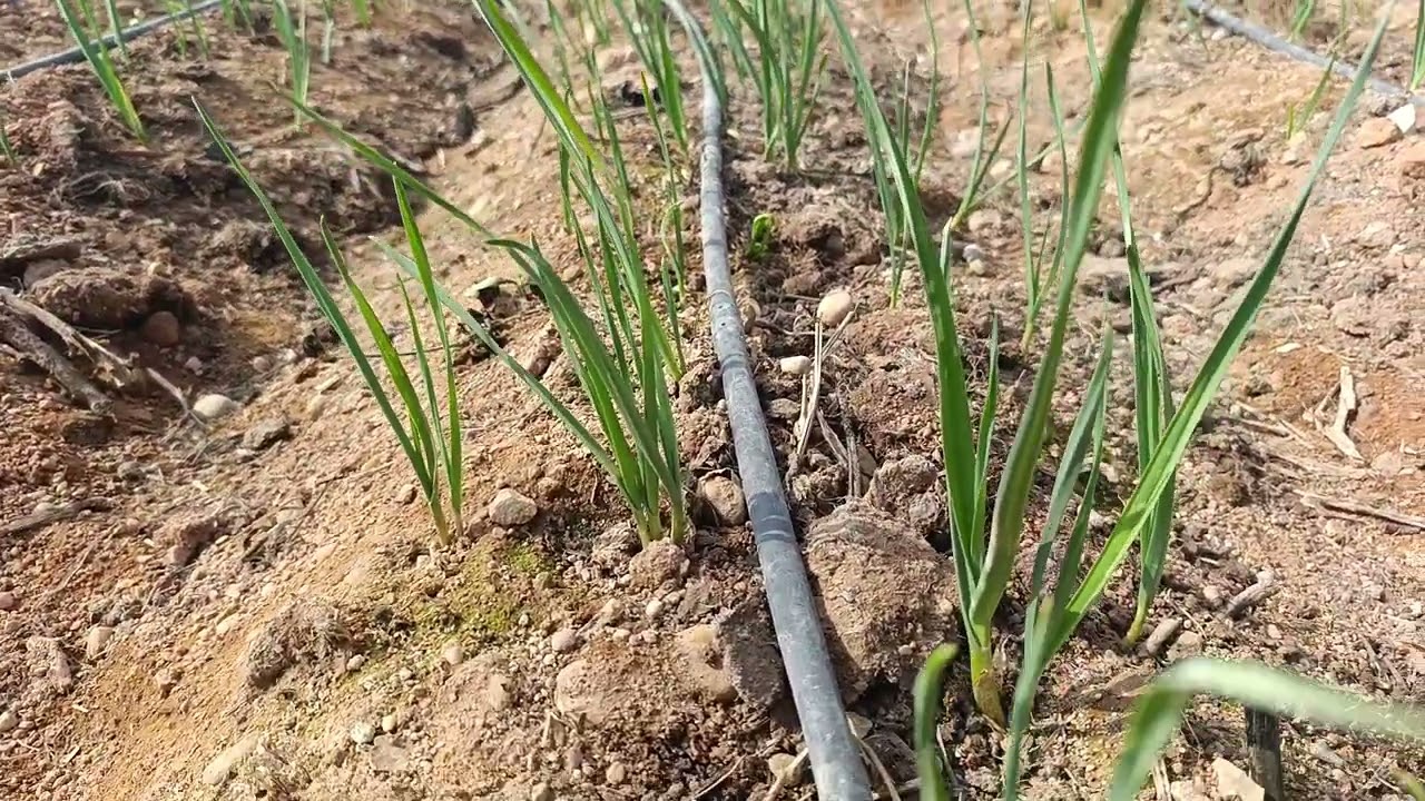 رشة هامة بعد إستخدام مبيدات الحشائش علي الثوم والبصل 