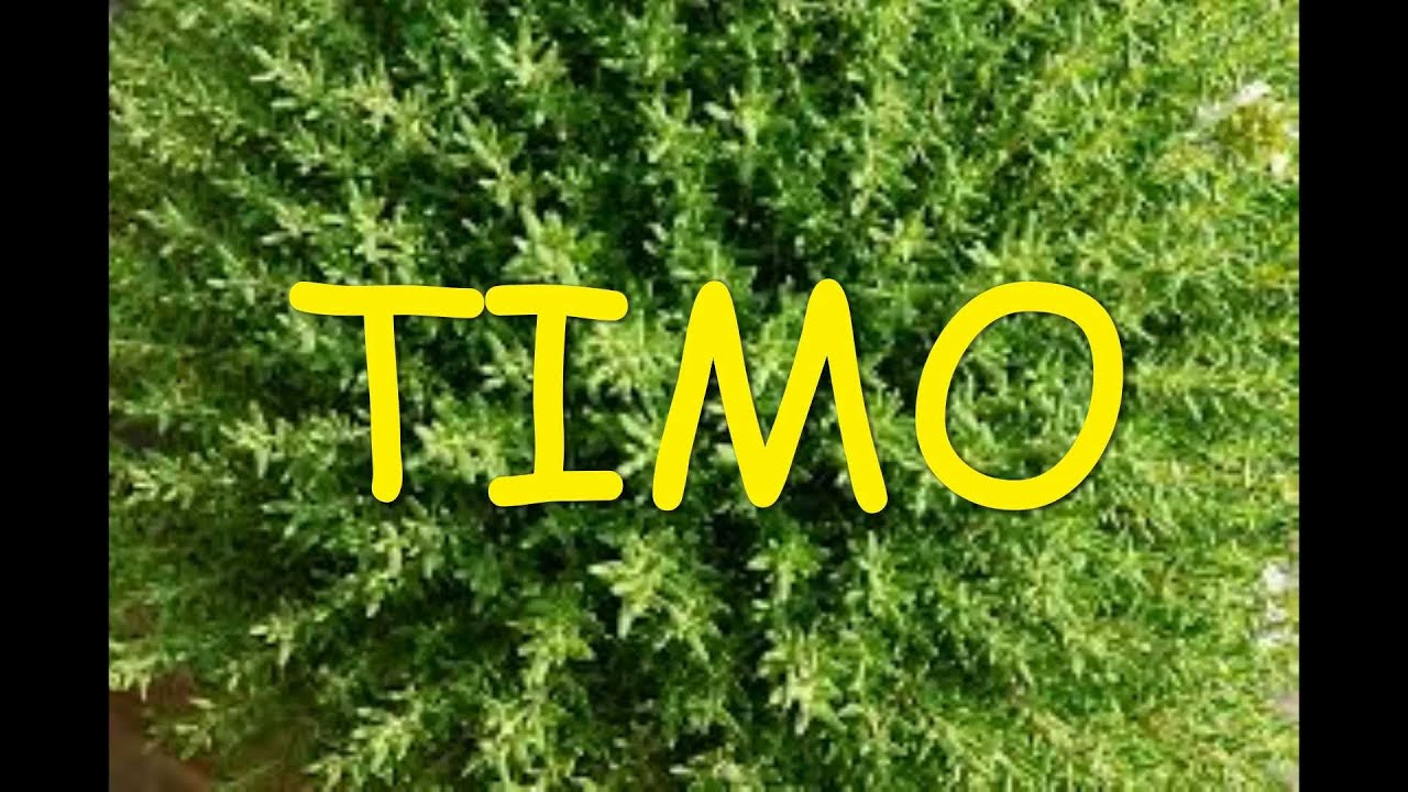TIMO - 5 - Storia-Studi-Essenza-Timolo-Variet&agrave;-Battericida-Antisettico-Cicatrizzante-Vermifugo...