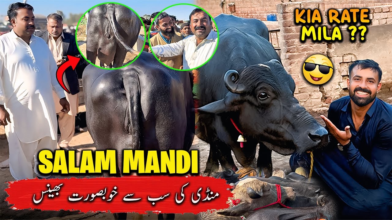 Waqar Bhinder Visit Salam Buffalo Mandi 🐃😘 | الحمدللہ منڈی کی سب سے خوبصورت بھینس لے کر آئے