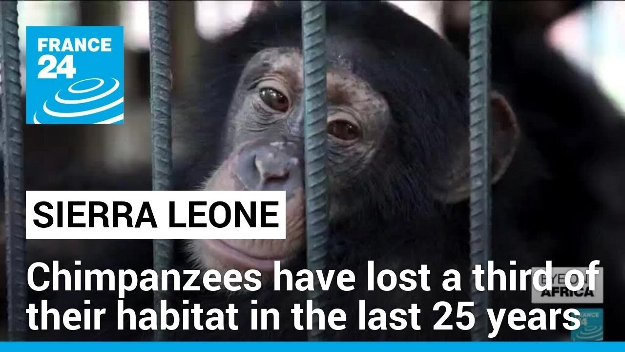 Sierra Leone's chimpanzees have lost a third of their habitat in the last 25 years • FRANCE 24